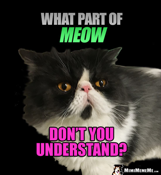 Big Face Cat Asks: What part of MEOW don't you understand?