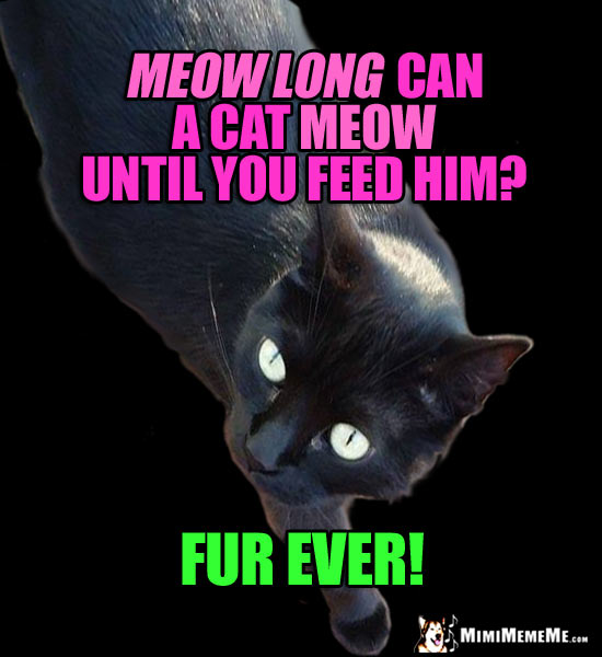 Humorous Cat Conundrum: Meow long can a cat meow until you feed him? Fur Ever!