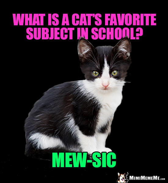 Kitten Asks: What is a cat's favorite subject in school? Mew-Sic