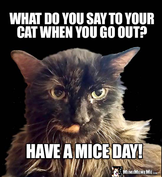 Cat Question of the Day: What do you say to your cat when you go out? Have a Mice Day!