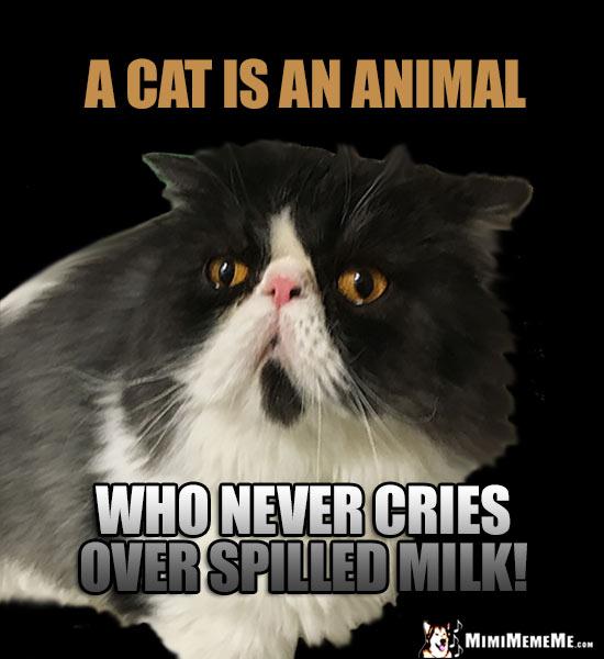 Feline Humor: A cat is an animal who never cries over spilled milk!