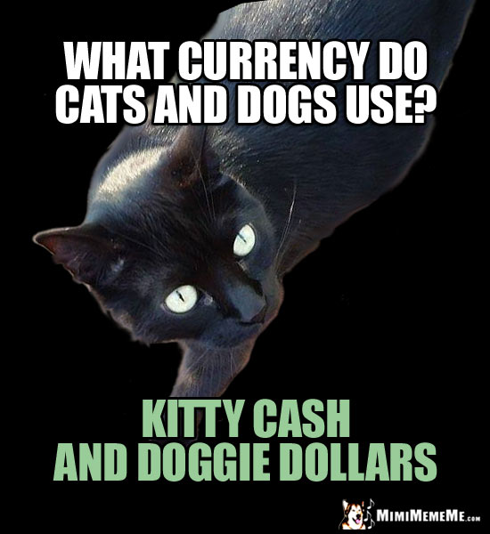 Pet Fun Facts: What currency do cats and dogs use? Kitty cash and doggie dollars