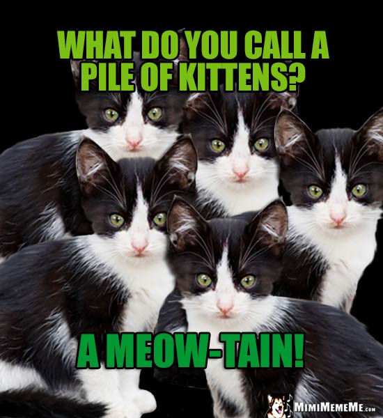 Cute Cat Riddle: What do you call a pile of kittens? A Meow-Tain!