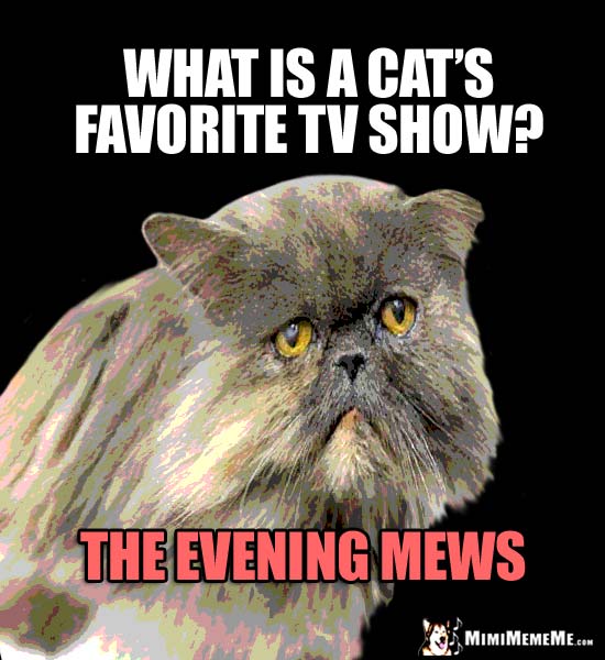Old Cat Joke: What is a cat's favorite TV show? The Evening Mews