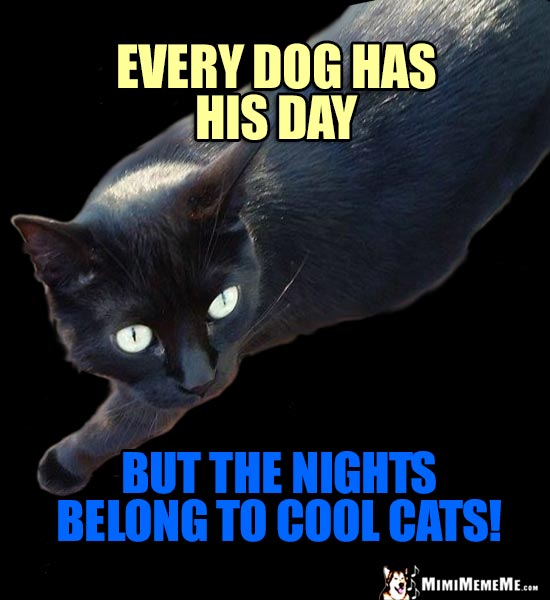 Humorous Cat Wisdom: Every dog has his day, but the nights belong to cool cats!