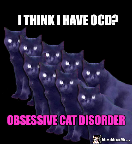 Repetitive Cat Humor: I think I have OCD? Obsessive Cat Disorder