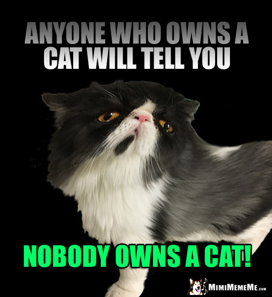 Smug Cat Says: Anyone who owns a cat will tell you nobody owns a cat!