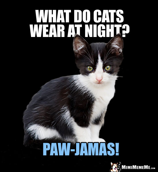 Kitten Asks: What do cats wear at night? Paw-Jamas!