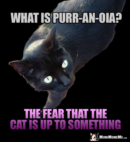 Black Cat Joke: What is purr-an-oia? The fear that the cat is up to something.
