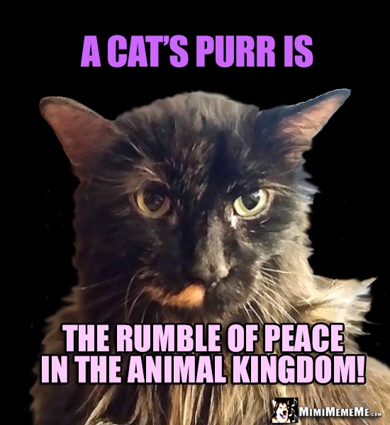 Furry Cat Says: A cat's purr is the rumble of peace in the animal kingdom!