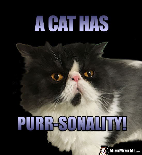 Pretty Kitty Says: A cat has purr-sonality!