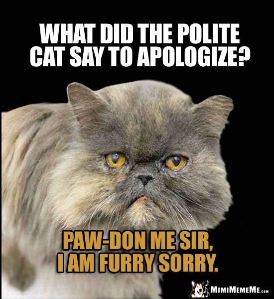 Cat Humor: What did the polite cat say to apologize? Paw-don me sir, I am furry sorry.
