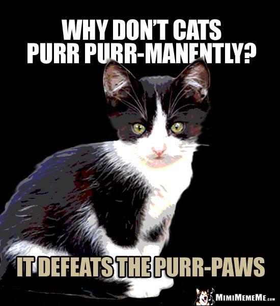 Little Kitten Asks: Why don't cats purr purr-manently? It defeats the purr-paws