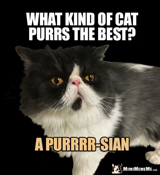 Persian Cat Asks: What kind of cat purrs the best? A Purrrr-sian
