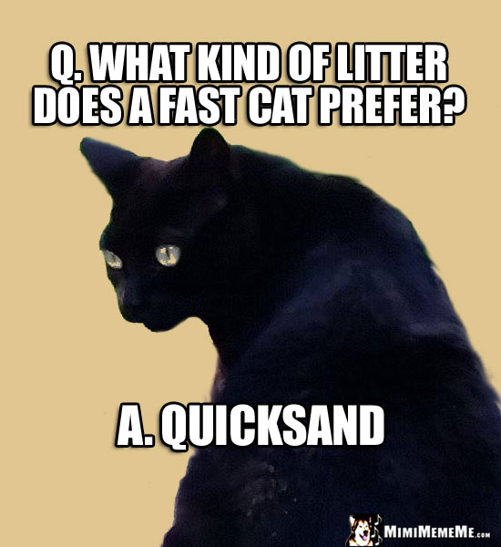 Funny Cat Riddle: Q. What kind of litter does a fast cat prefer? A. Quicksand