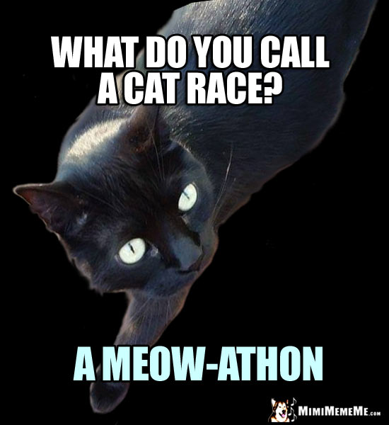 Cat Riddle: What do you call a cat race? A Meow-athon