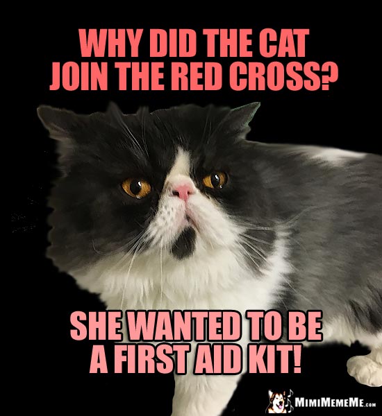 Silly Cat Riddle: Why did the cat join the Red Cross? She wanted to be a first aid kit!