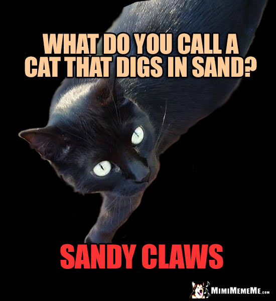 Cat Truths: What do you call a cat that digs in sand? Sandy Claws