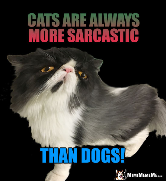 Snooty Cat Humor: Cats are always more sarcastic than dogs!