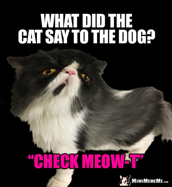 Cat Joke: What did the cat say to the dog? "Check Meow-T"