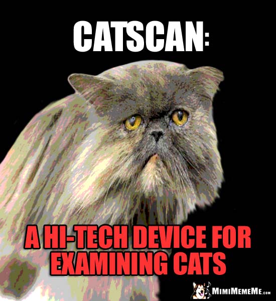Feline Definitions. Catscan: A hi-tech device for examining cats