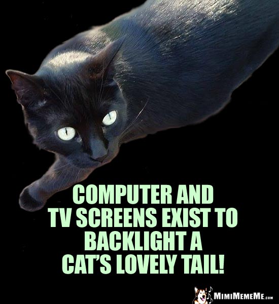 Cat Truth: Computer and TV screens exist to backlight a cat's lovely tail!