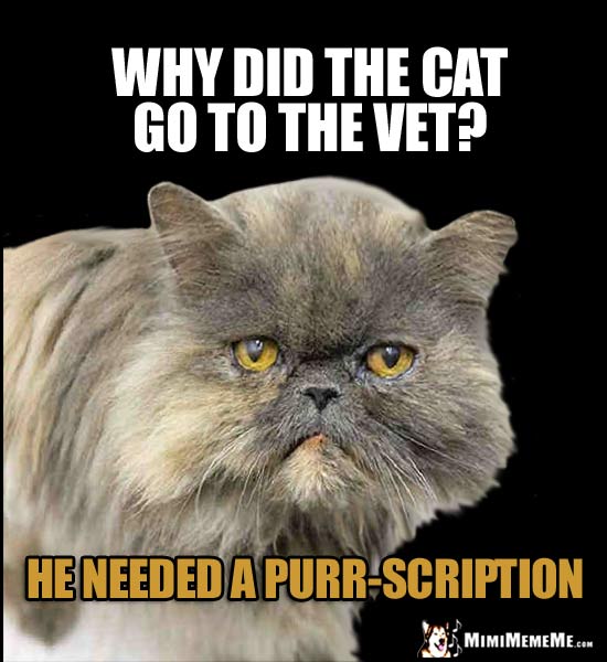 Old Cat Asks: Why did the cat go to the vet? He needed a purr-scription
