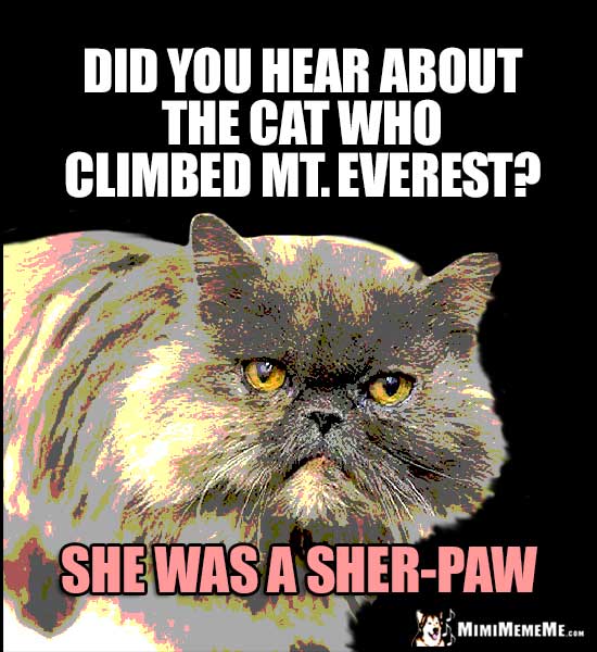 High Cat Humor: Did you hear about the cat who climbed Mt. Everest? She was a Sher-Paw