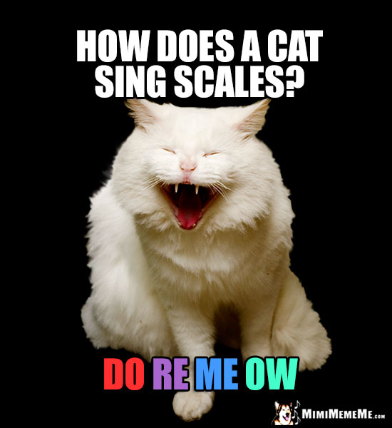 Laughing Cat Asks: How does a cat sing scales? Do Re Me Ow