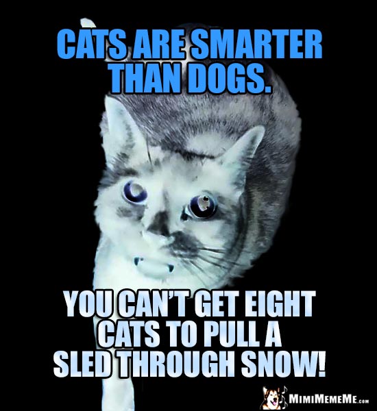 Cold Cat Humor: Cats are smarter than dogs. You can't get eight cats to pull a sled through the snow!