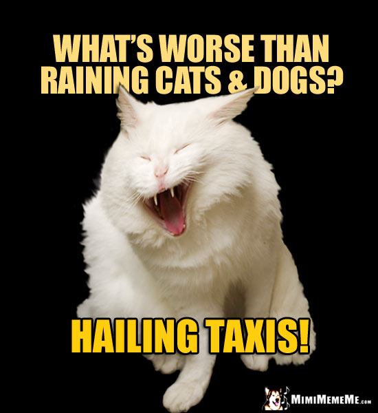 Laughing Cat Tells a Joke: What's worse than raining cats & dogs? Hailing Taxis!