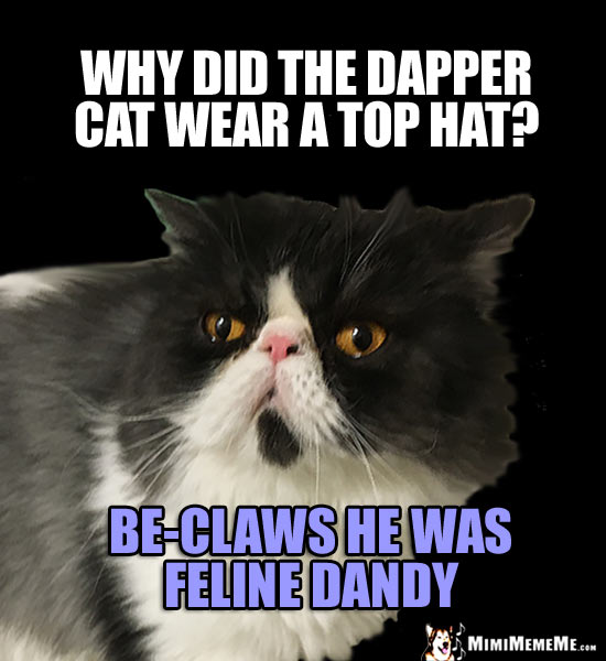 Cat Joke: Why did the dapper cat wear a top hat? Be-claws he was feline dandy