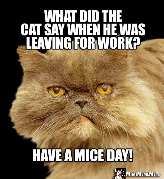 Cat Riddle: What did the cat say when he was leaving for work/ Have a mice day!