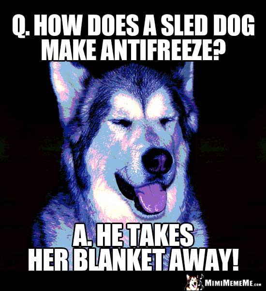 Dog Joke: Q. How does a sled dog make antifreeze? A. He takes her blanket away!