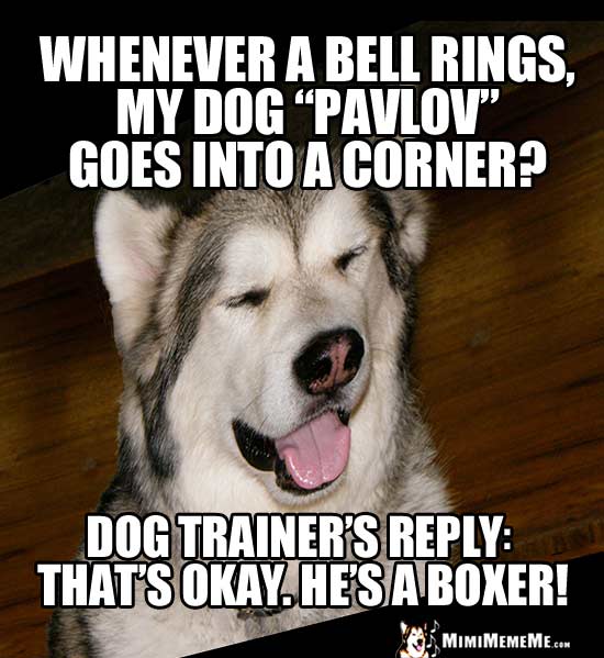 Dog Joke - Whenever a bell rings, my dog "Pavov" goes into a corner? Dog trainer's reply: That's Okay. He's a boxer!