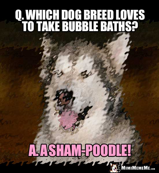 Dog  Joke: Q. Which dog breed loves to take bubble baths? A. A Sham-Poodle!