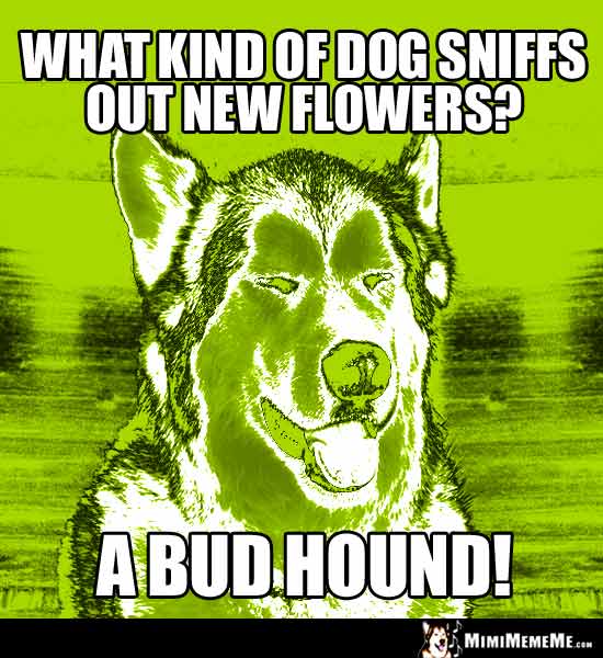 Dog Breed Joke: What kind of dog sniffs out new flowers? A Bud Hound!