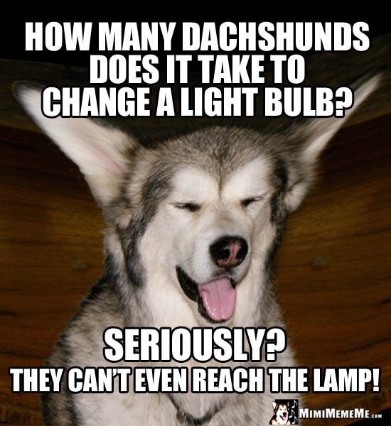 Dog Riddle: How many Dachshunds does it take to change a light bulb? Seriously? They can't even reach the lamp!