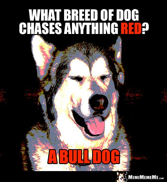 Dog Joke: What breed of dog chases anything red? A Bull Dog