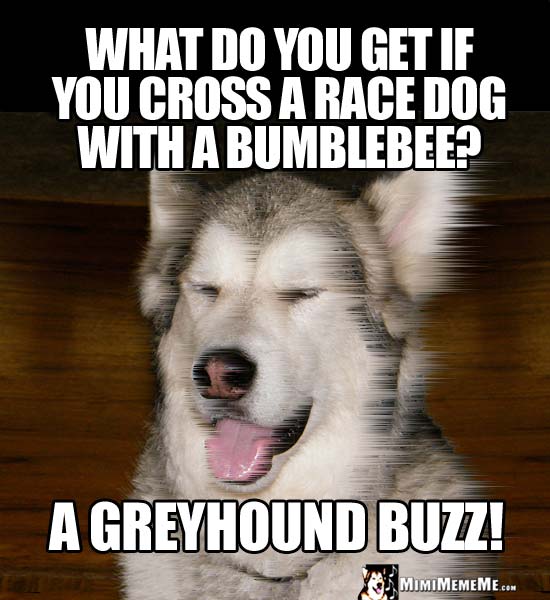 Dog Joke: What do you get if you cross a race dog with a bumblebee? A greyhound Buzz!