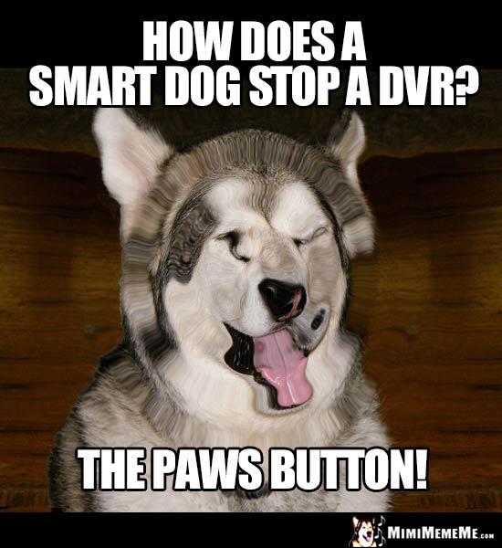 Dog Joke: How does a smart dog stop a DVR? The paws button!