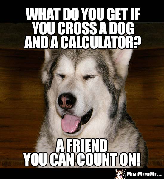 Dog Riddle: What do you get if you cross a dog and a calculator? A friend you can count on!