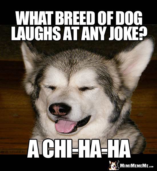 What breed of dog laughs at any joke? A chi-Ha-Ha
