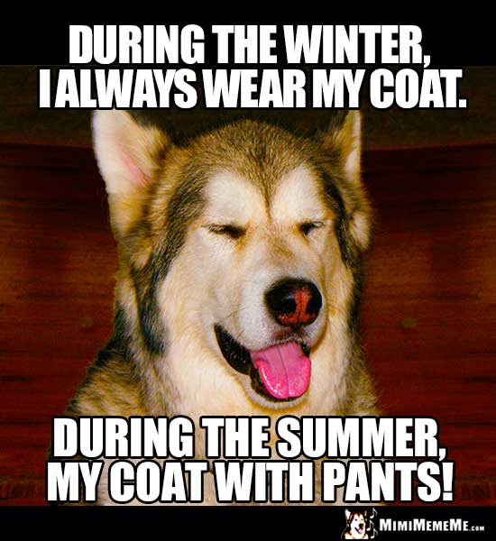 Dog Joke: During the winter, I always wear my coat. During the summer, my coat with pants!