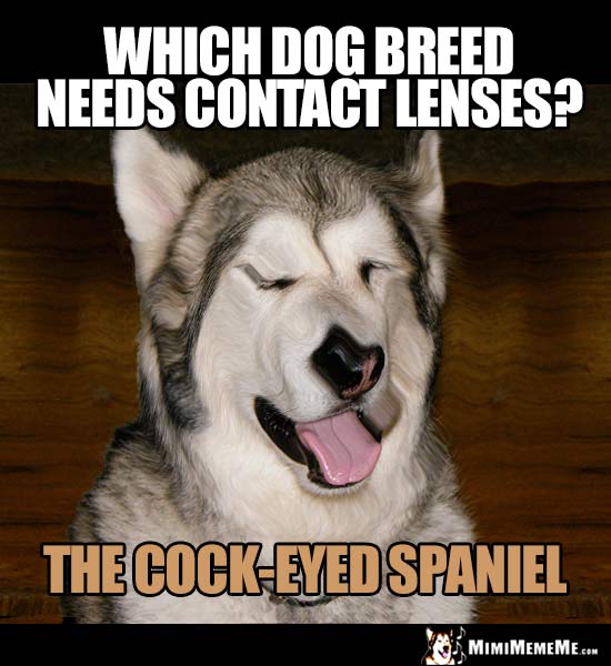 Dog Riddle: Which dog breed needs contact lenses? The Cock-Eyed Spaniel