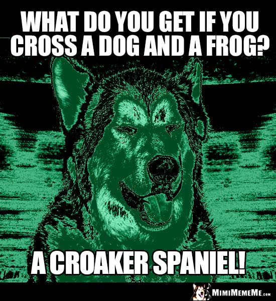 Dog Riddle: What do you get if you cross a dog and a frog? A Croaker Spaniel!