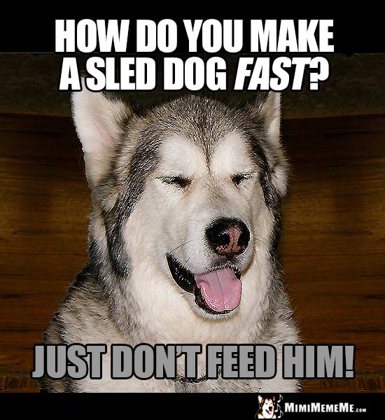 Dog Joke: How do you make a sled dog fast? Just don't feed him!