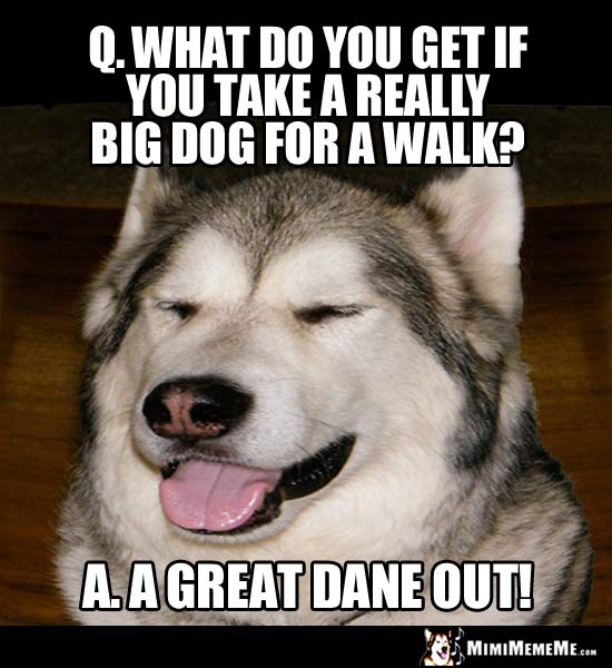 Dog Joke: What do you get if you take a really big dog for a walk? A Great Dane Out!