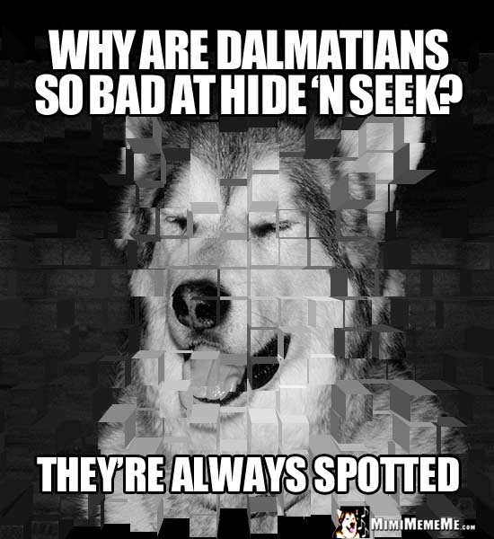 Dog Riddle: Why are Dalmatians so bad at hide 'n seek? They're always spotted