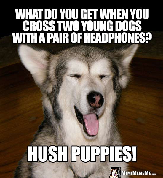 Dog Riddle: What do you get when you cross two young dogs with a pair of headphones? Hush Puppies!